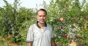 TBI Blogs: India Grows 6 of the World’s Finest Varieties of Pomegranates, Helping Farmers Make Huge Profits