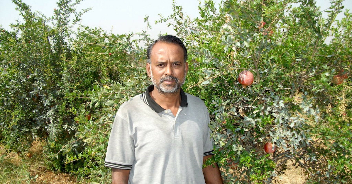 TBI Blogs: India Grows 6 of the World’s Finest Varieties of Pomegranates, Helping Farmers Make Huge Profits