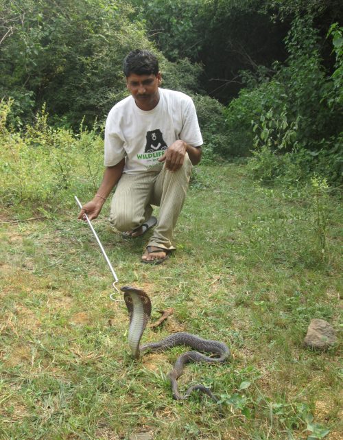 Snakes Are Not Meant For Entertainment - Wildlife SOS