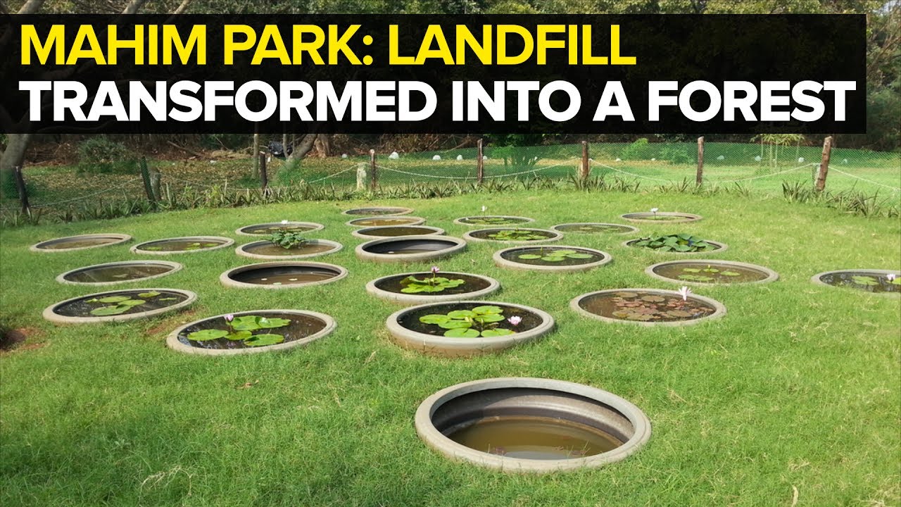 Watch how Mahim Park Transformed from a Garbage Dump to a Mangrove Forest