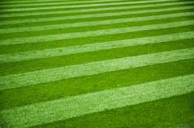 Artificial Grass in Delhi