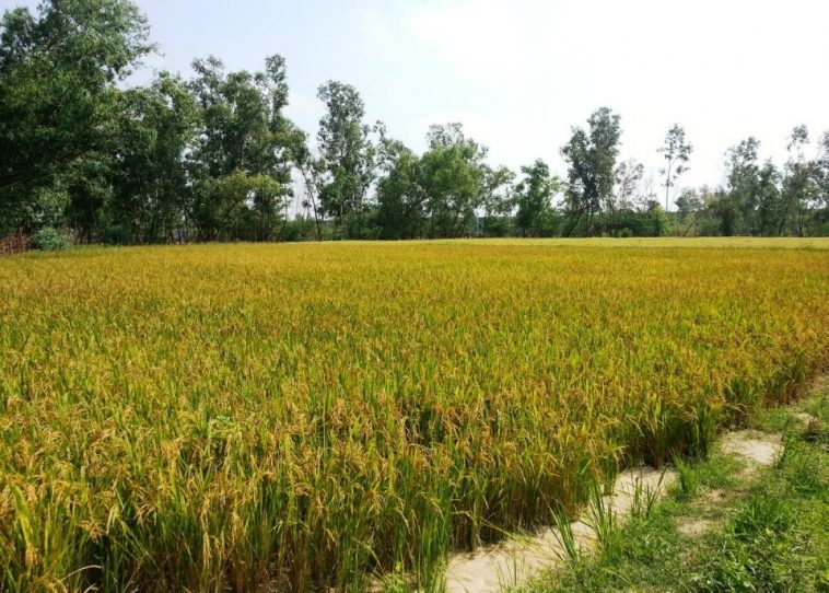 The Farm near Chennai offers a glimpse of village life & fresh organic food