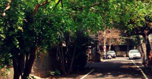 How a Group of Bengaluru Residents Successfully Saved Their Neighbourhood Trees From Being Axed