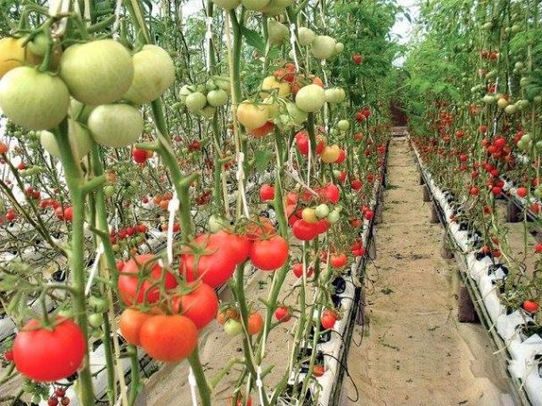 Gurugram Adopts Soil-Less Farming. Shows How Easy It Is to Eat Chemical ...