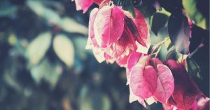 How High-Quality Carbon From Bougainvillea Flowers Can Help Make Your Phone Batteries Cheaper