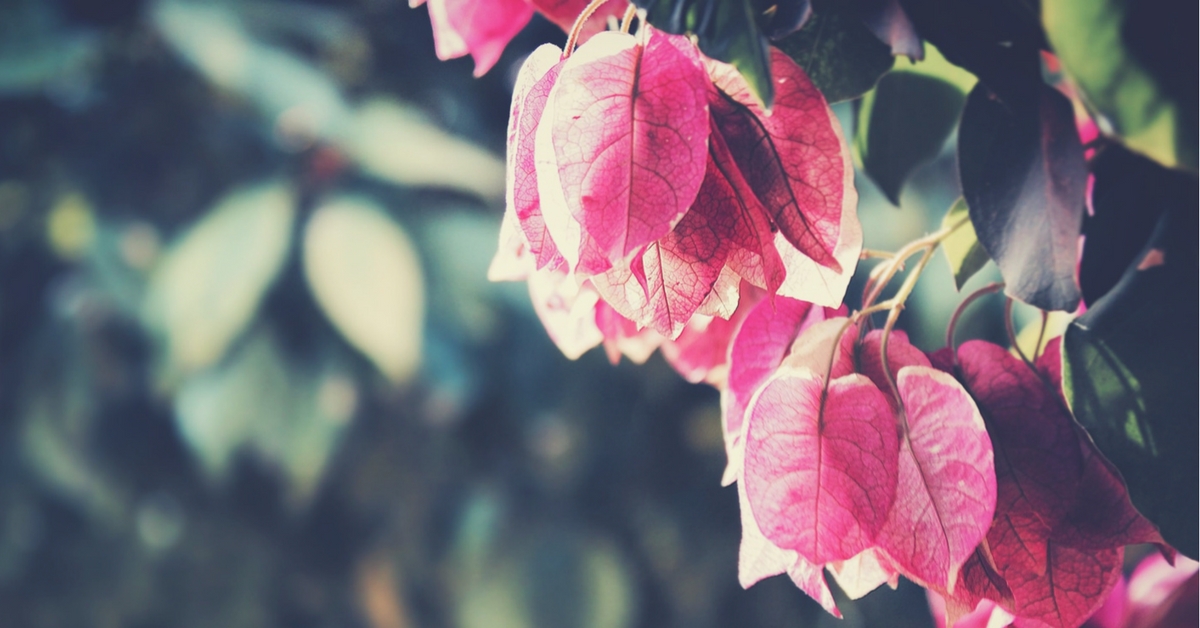 How High-Quality Carbon From  Bougainvillea Flowers Can Help Make Your Phone Batteries Cheaper