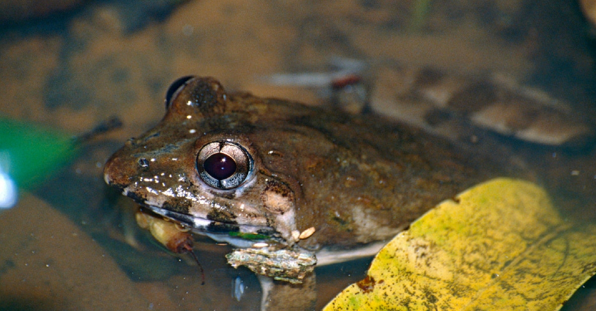 Four-new-species-Western-ghats