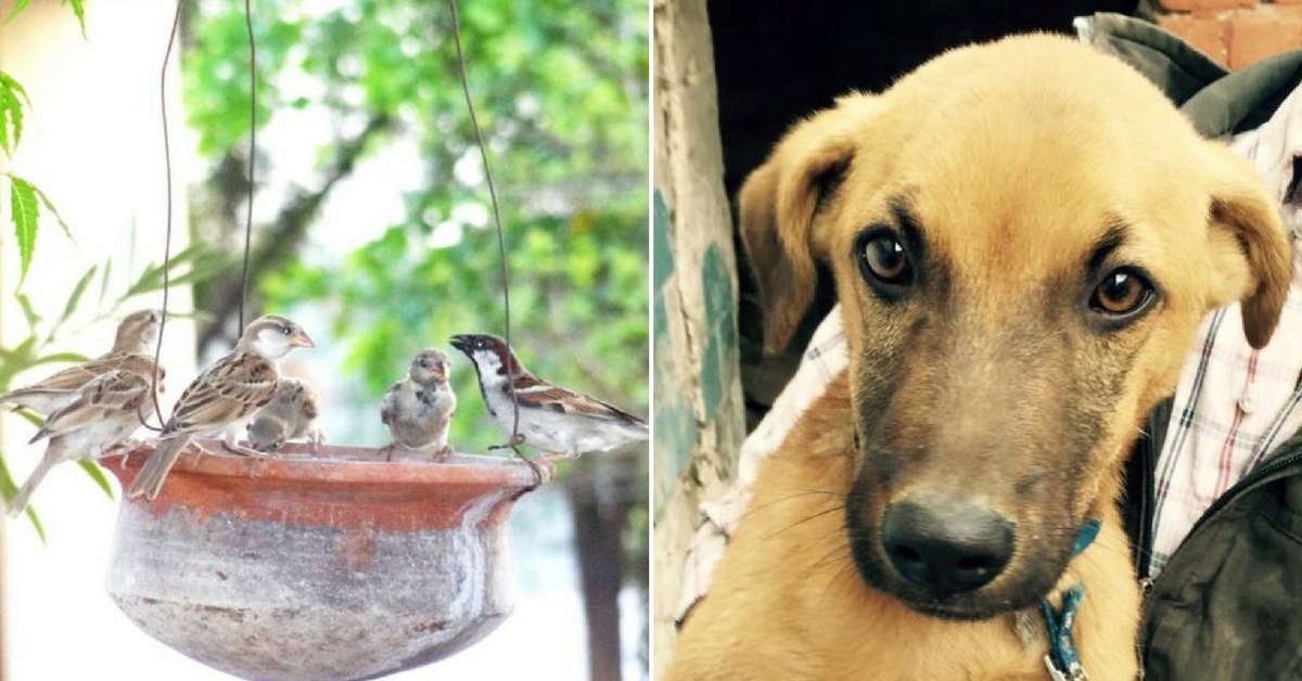 Want to Help Protect Distressed Animals & Birds in Your City? Reach out to These Organisations