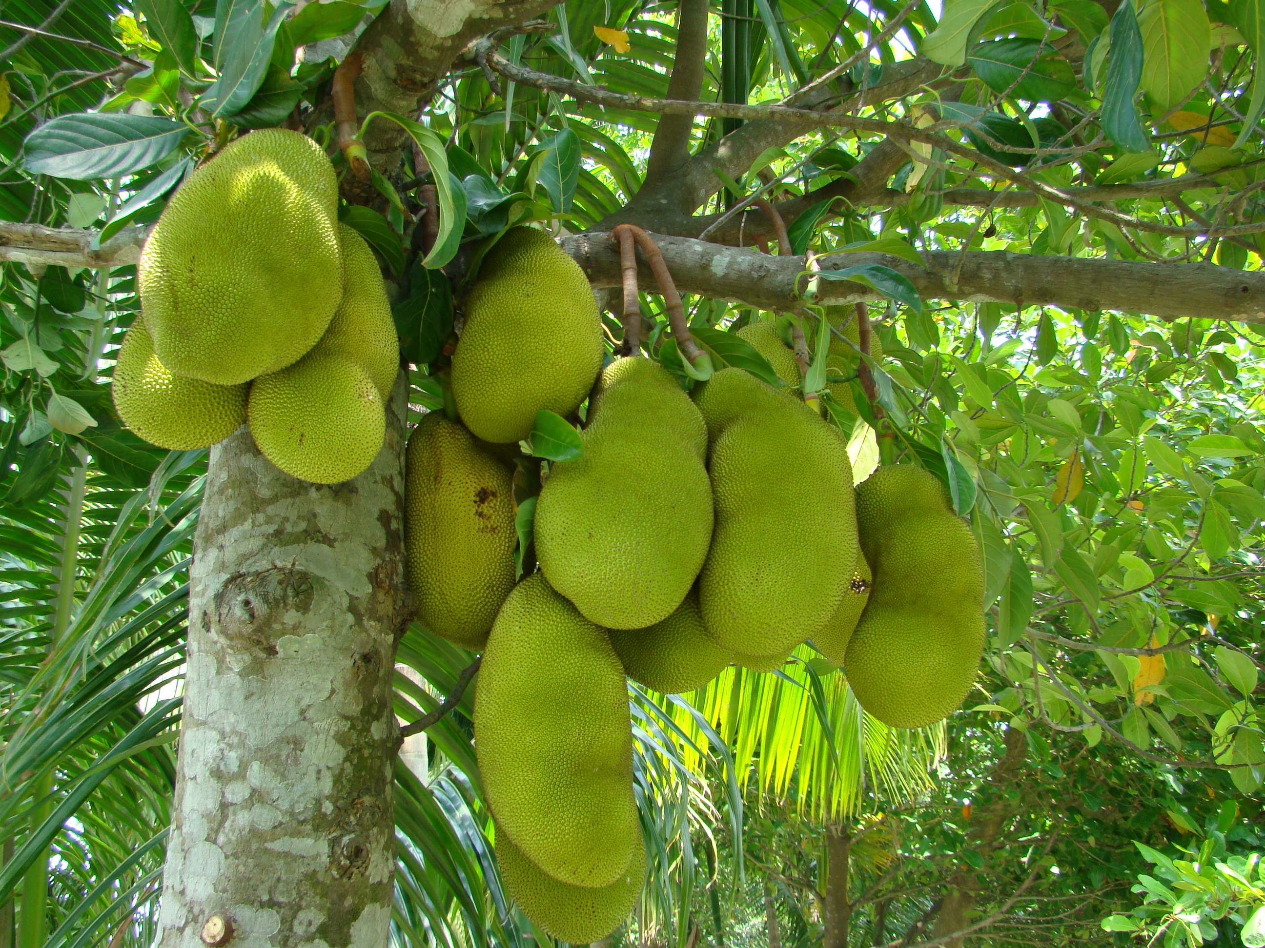 jackfruit