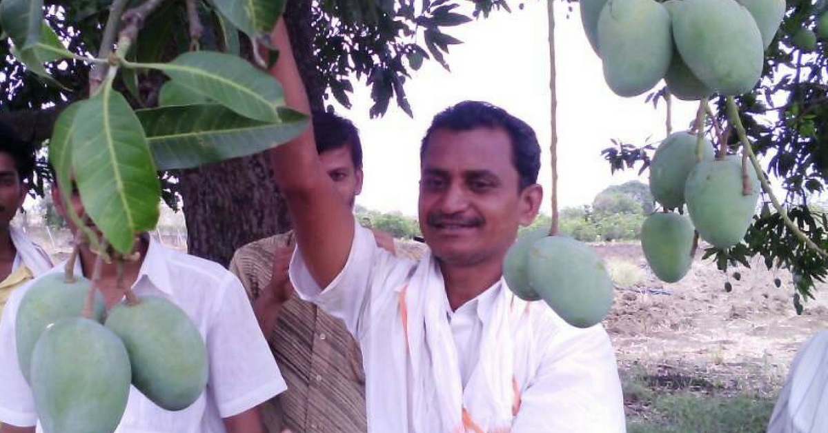 51 Types of Mango on One Tree! An Engineer-Turned-Farmer’s Unique Plan to Save Endangered Varieties