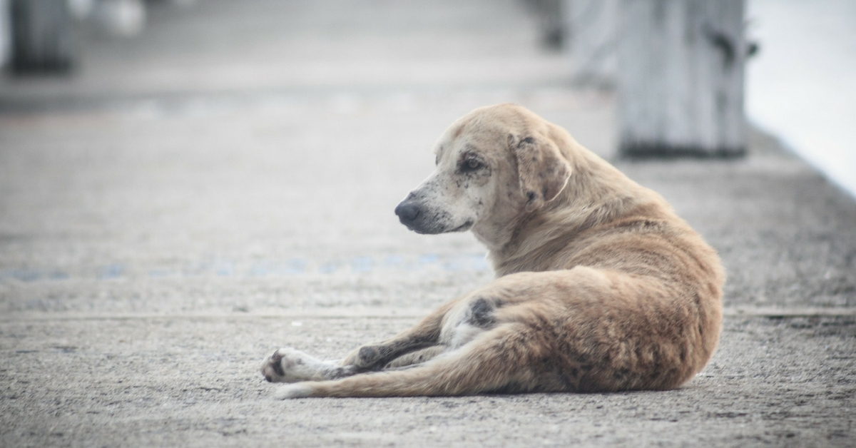 Want to Help an Injured Stray? These 5 Organisations Can Guide You.