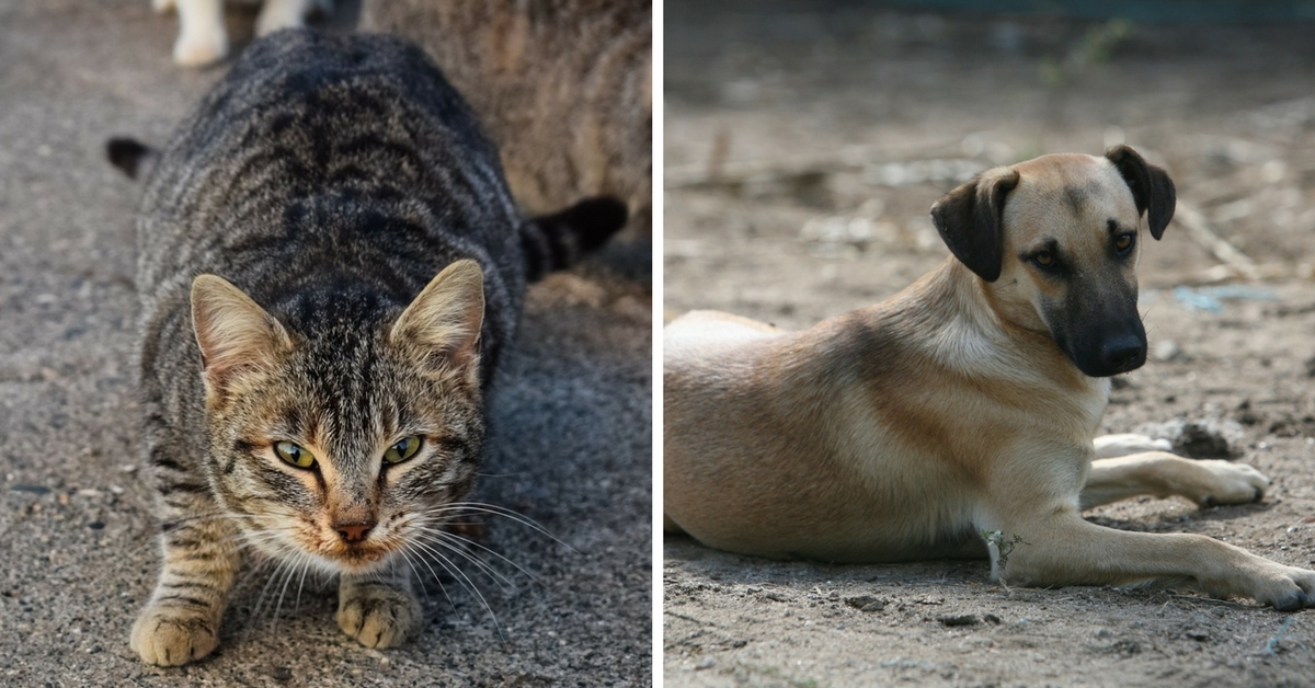 Want to Help an Injured Stray? These 5 Organisations Can Guide You. - The  Better India