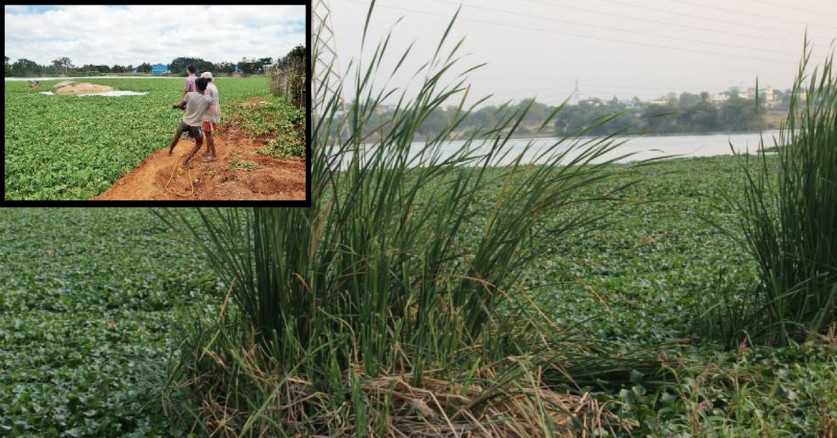 How Bengaluru Residents Revived a Dead Lake Using a Simple Tool Called ‘Trash Boom’!
