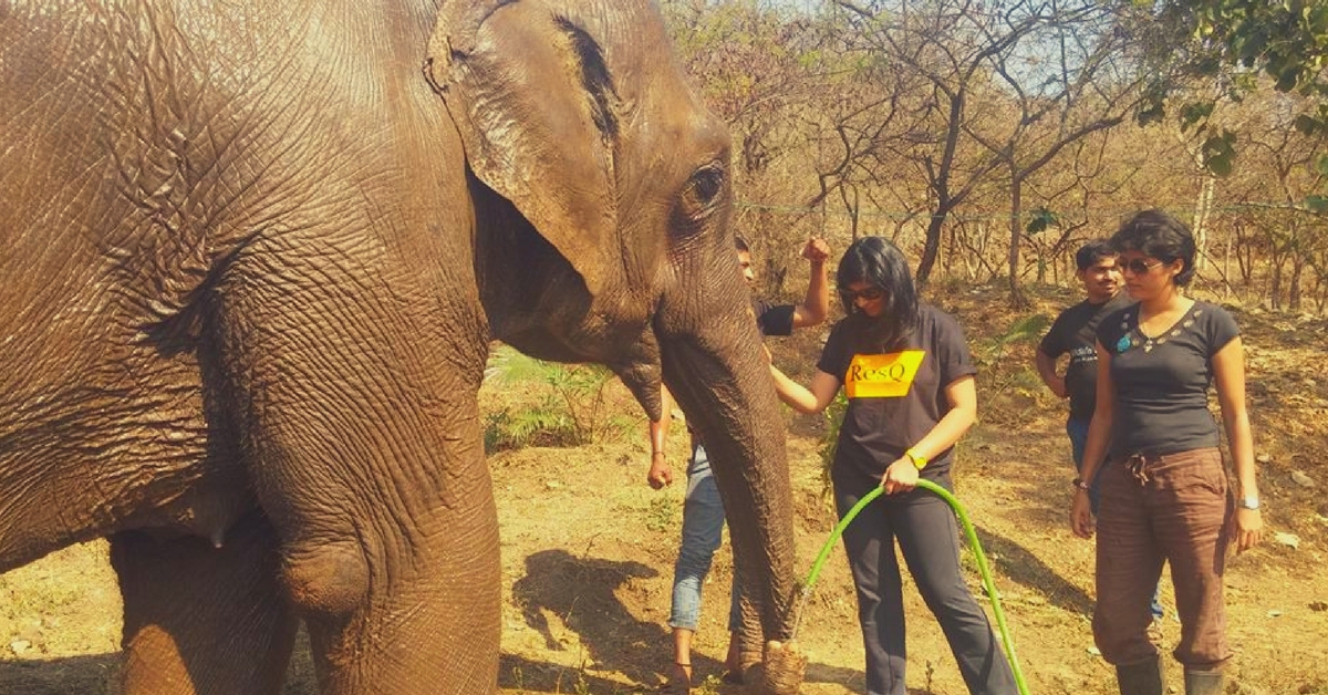 Dogs, Cows, Horses, Pigs & Even Elephants - This Pune Centre Rescues over  500 Animals Each Month