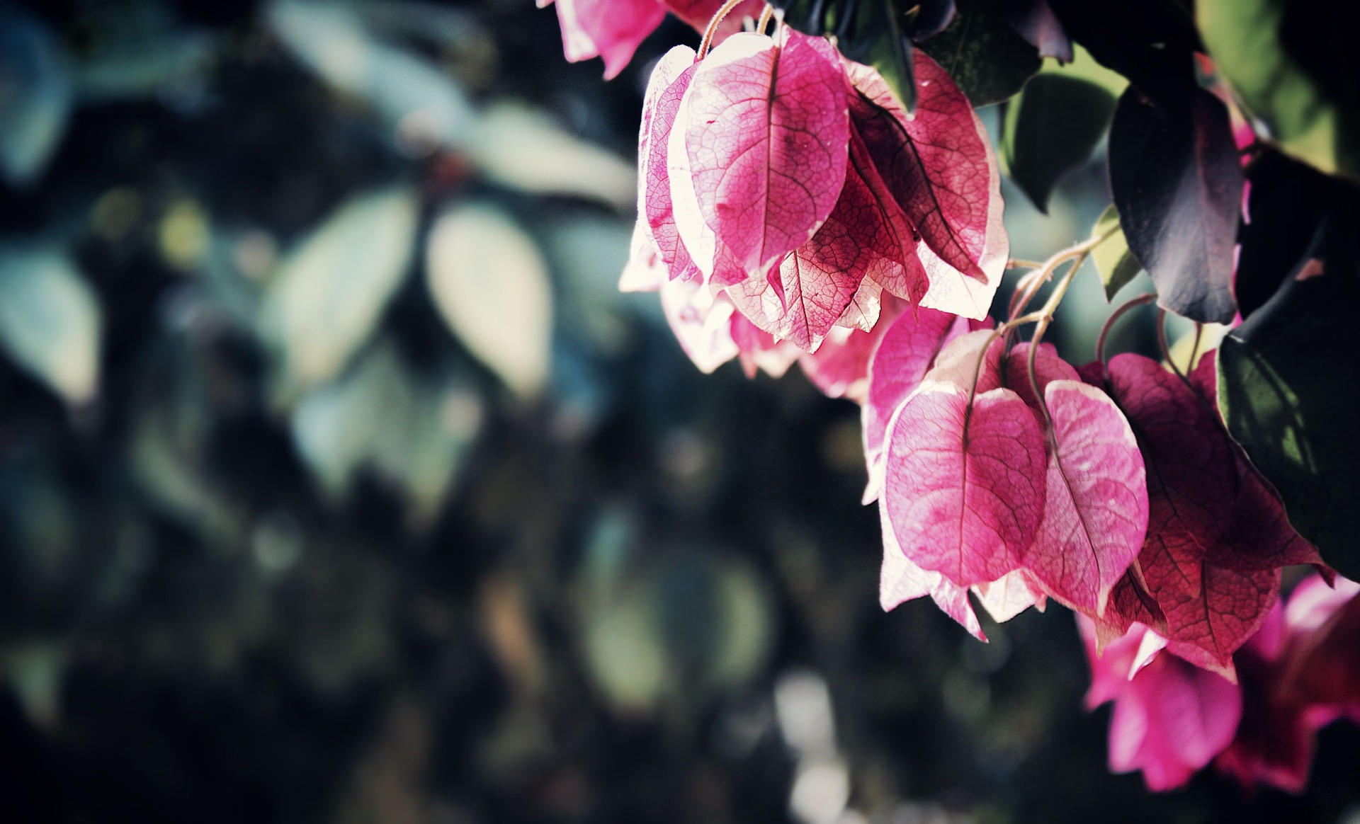 bougainvillea