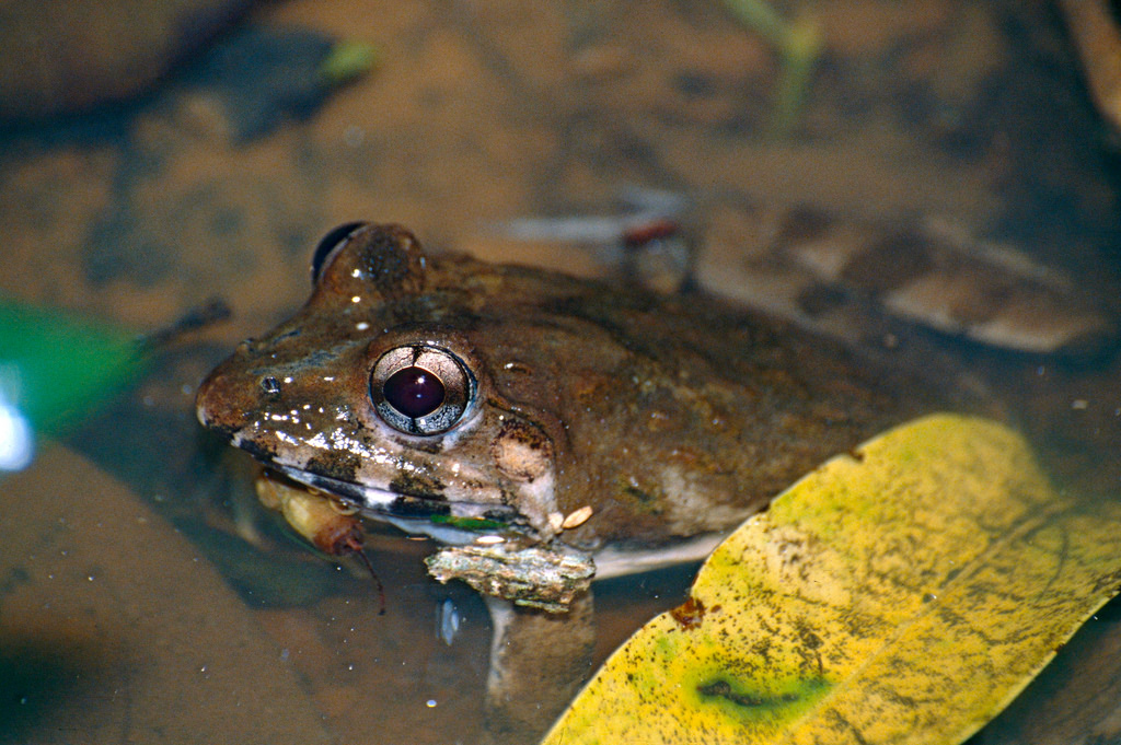 four-new-species-frogs-representational image