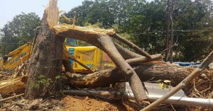 Saving 100 Trees in 2 Days: What Hyderabad's Citizens Are Doing to Make Their Mission Possible