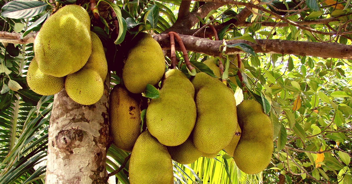 How the Humble Jackfruit, a Local Underdog, Became One of the Hottest Global Food Trends of 2017