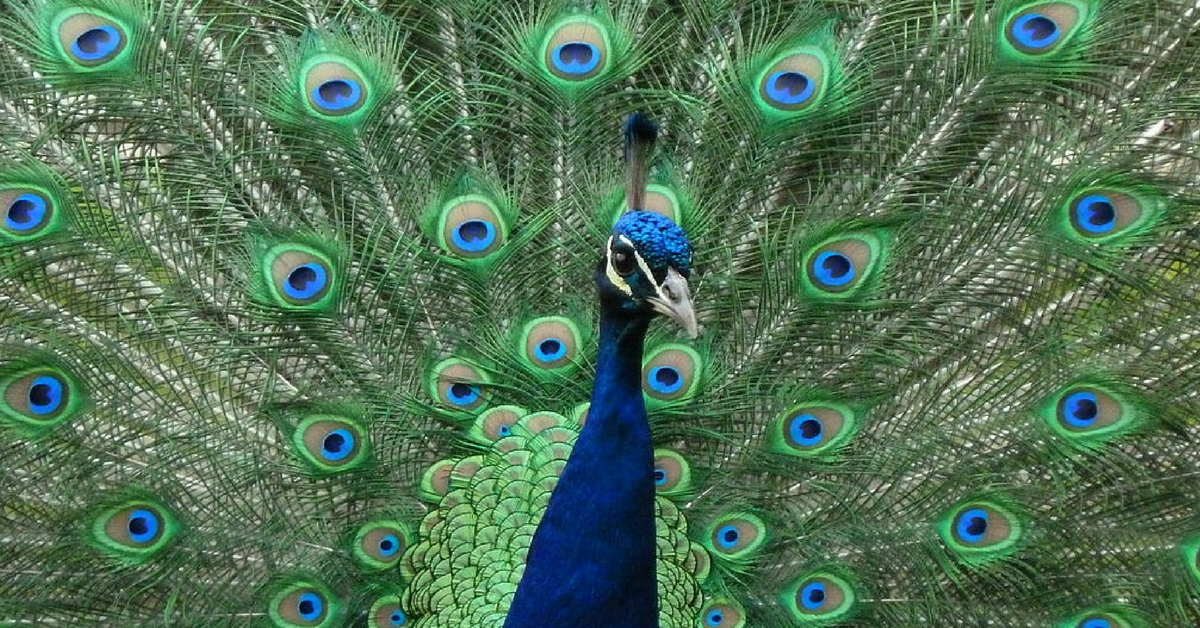 peacock