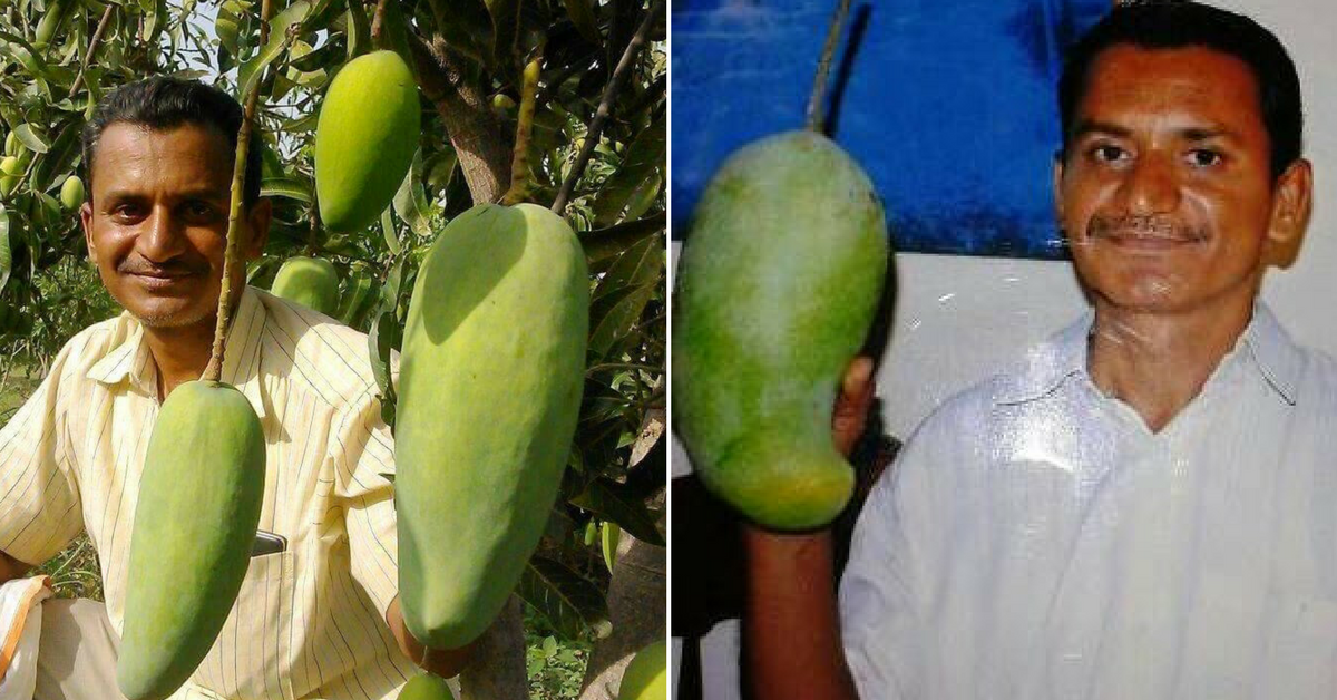 51 Types of Mango on One Tree! An EngineerTurnedFarmer, Ravi