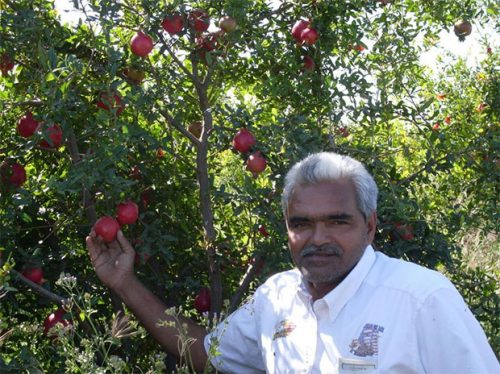Genabhai Patel, A Differently Abled Farmer from Gujarat Grew ...