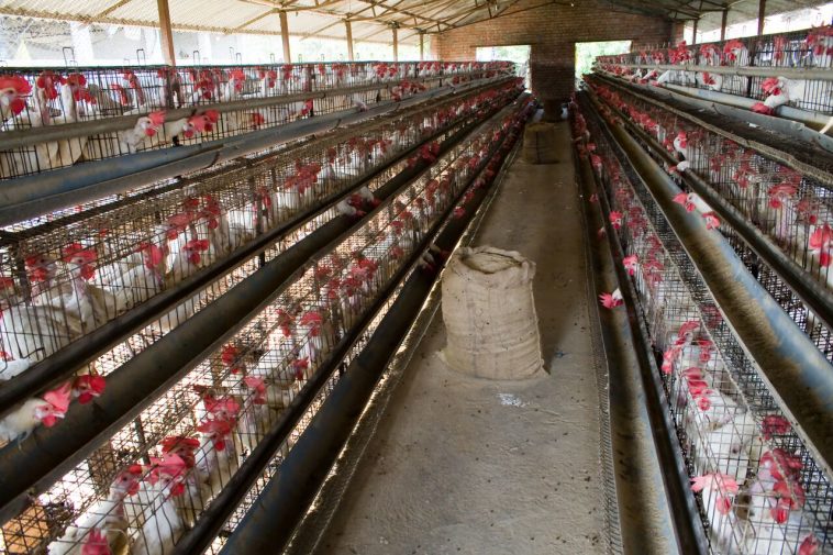 When Small Egg Farmers in India Win Big, Hens Benefit Too!