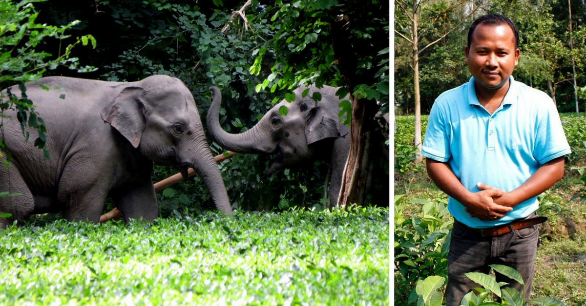 This Assamese Man’s Tea Estates Are the World’s First Elephant-Friendly Ones