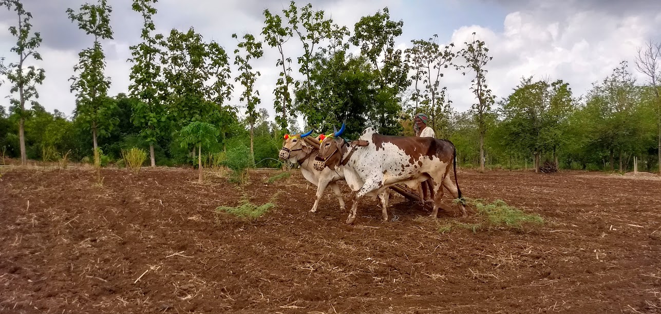 Ploughing the traditional way