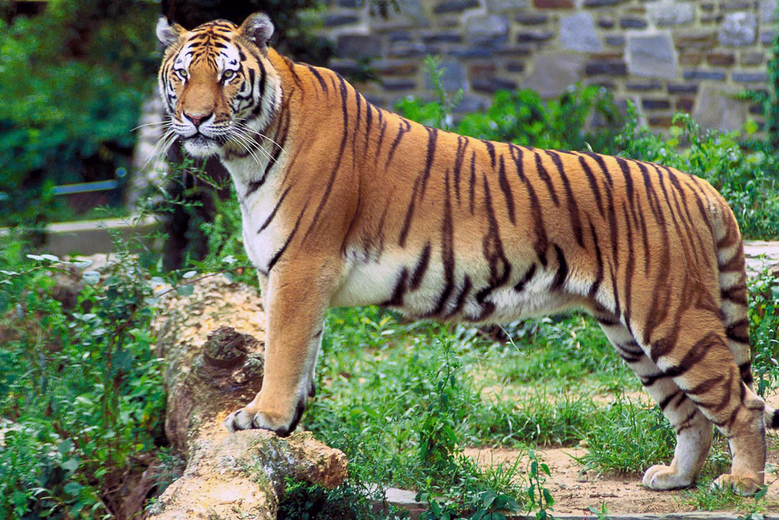 Tiger Count up by 60 in 3 Years in Uttarakhand: The Tiger Capital of India?