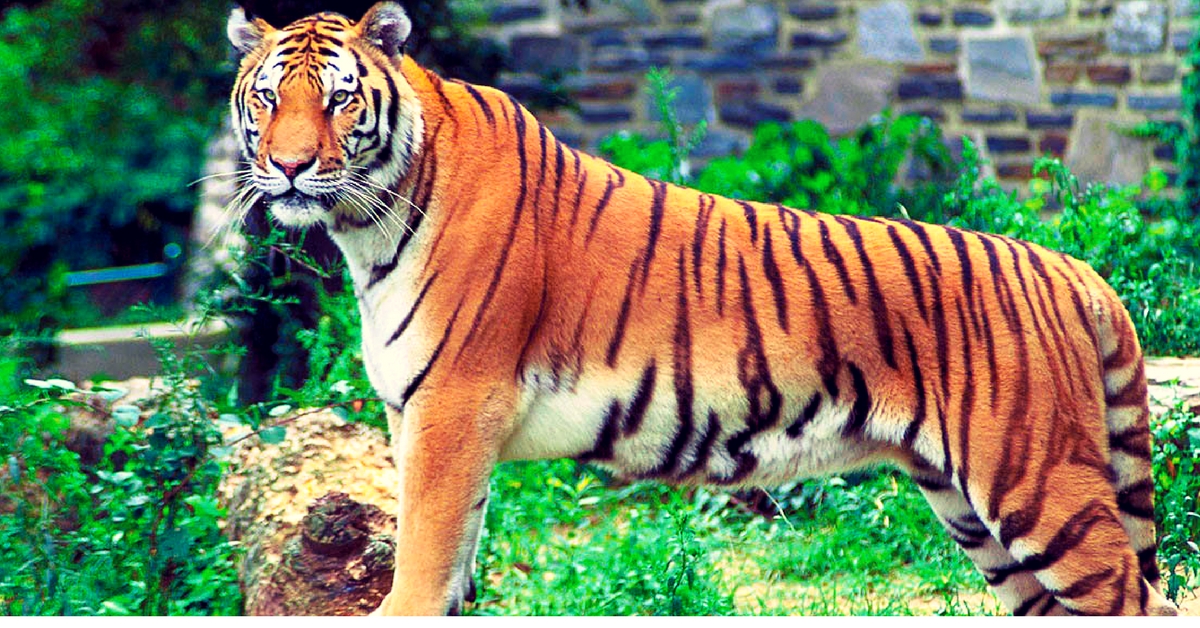 Tiger Count up by 60 in 3 Years, Uttarakhand May Soon Become the Tiger Capital of India!