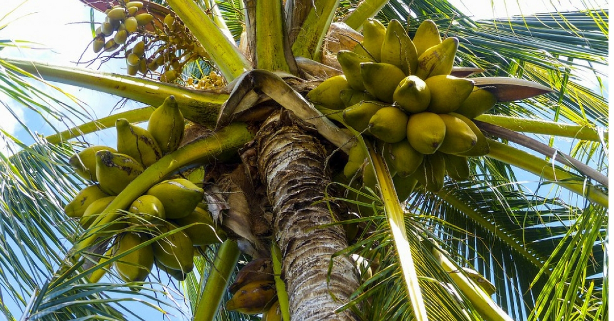 How Tender Coconuts Taught Me the Secret to Happiness!