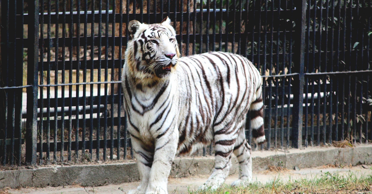 Delhi zoo to celebrate first birthday of white tiger cubs