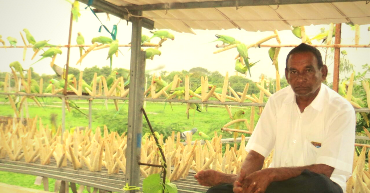 This Gujarat Man Spends ₹ 1.5 Lakh Every Year to Feed 3,000 Birds That Visit Him Everyday