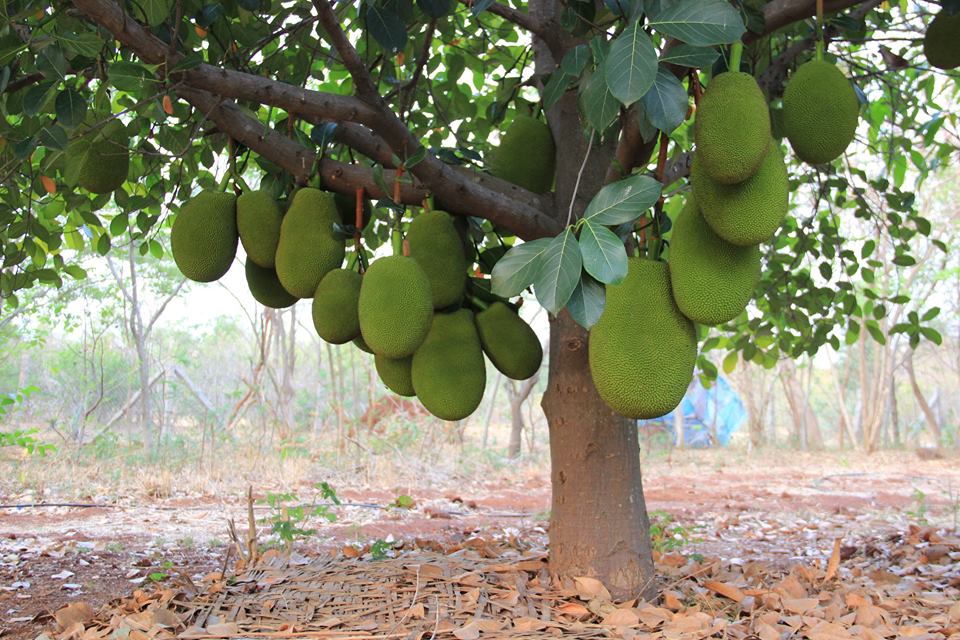 Jackfruit galore