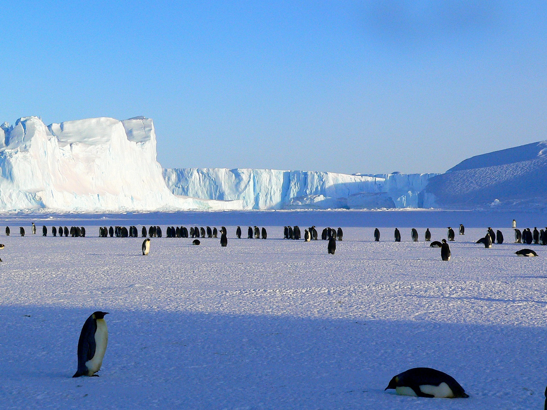 Antarctic