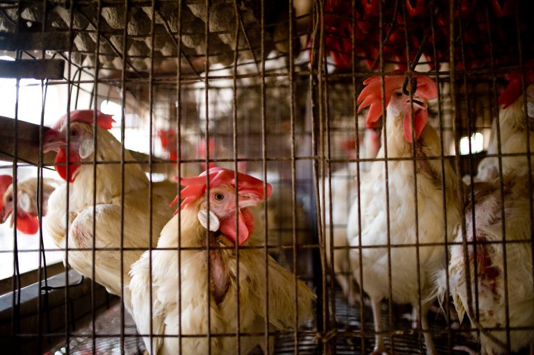 Freedom From Animal Cruelty 15 Small Ways You Can Do Your Bit