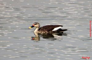 Birds of Neknampur