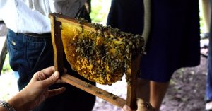 How a Story in The Better India Led to Happier Bees in Thane's Municipal Parks