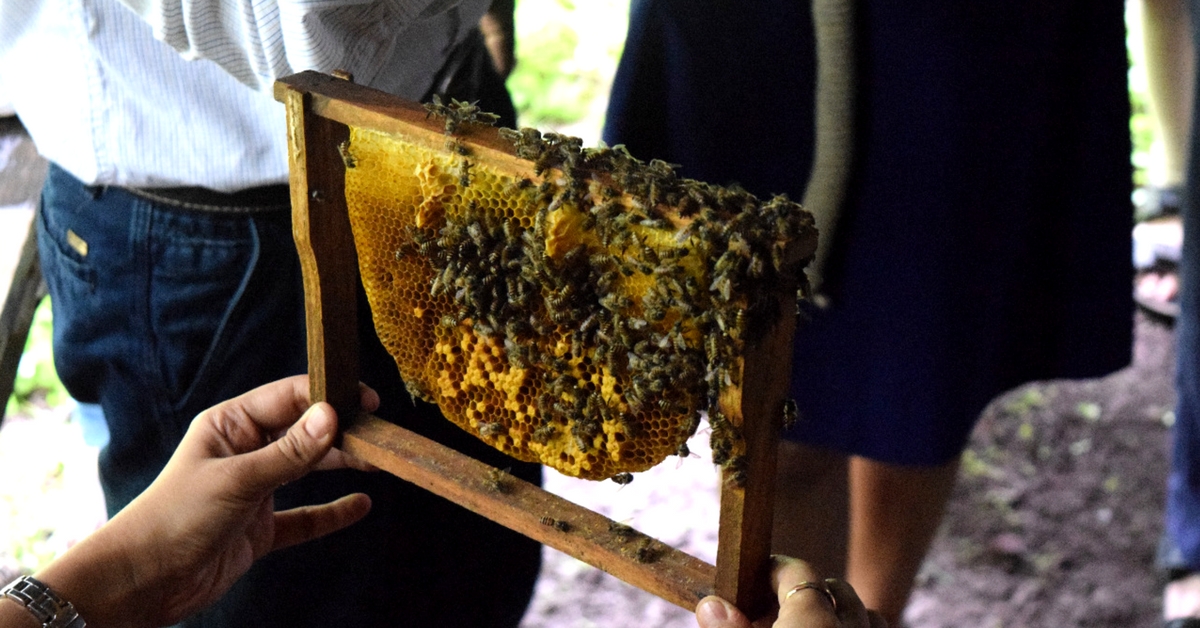 How a Story in The Better India Led to Happier Bees in Thane’s Municipal Parks