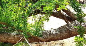 Jungli Jalebi tree