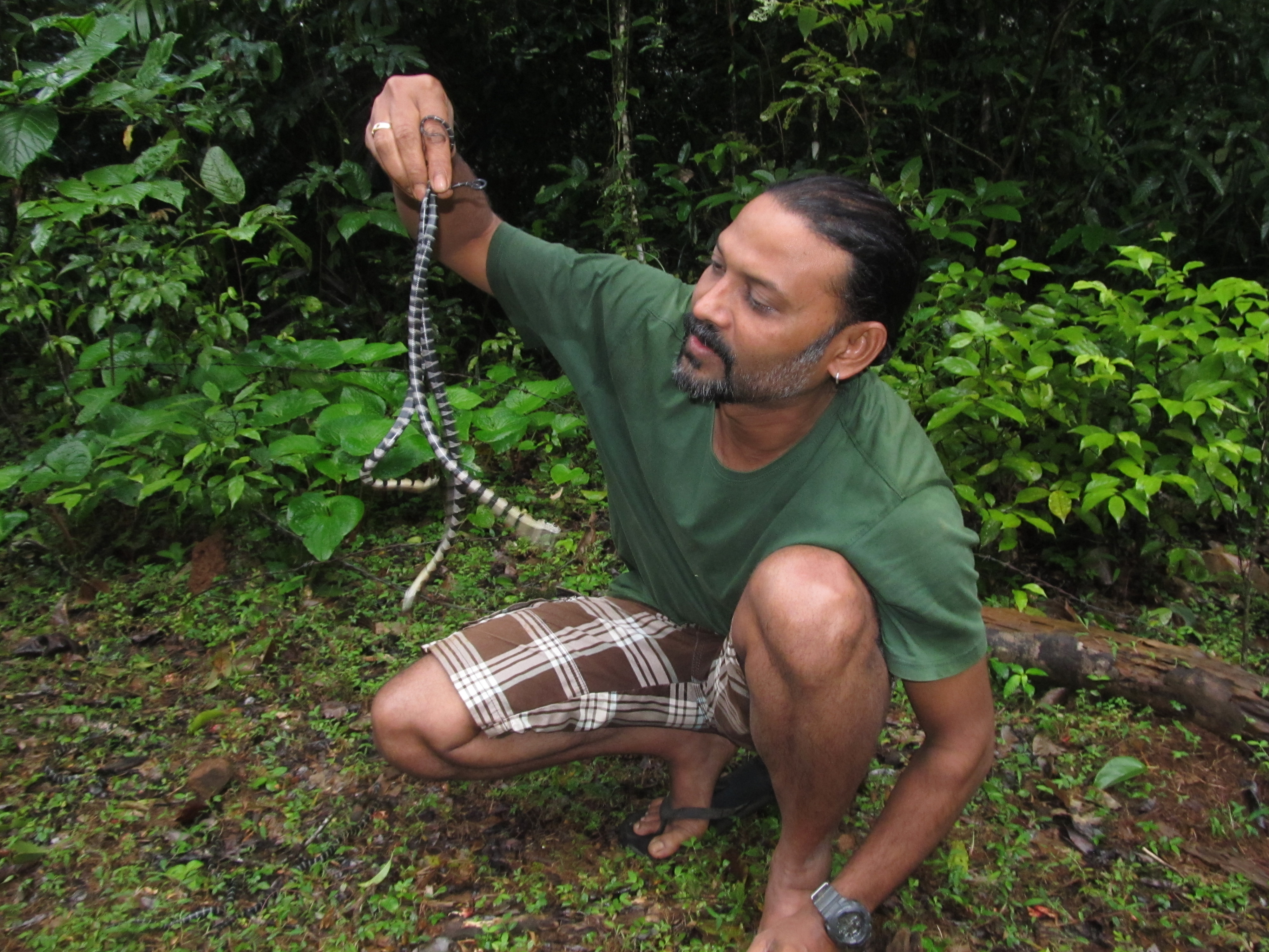 KalingaCRE on Instagram: This March, we are offering a combination of  online and offline workshops led by herpetologist P. Gowri Shankar. 1. An  online workshop on snake ecology that is designed for