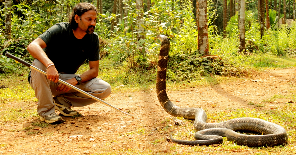 Rescuing About 300 King Cobras, This Organisation Is Helping Save Agumbe’s Royal Legacy