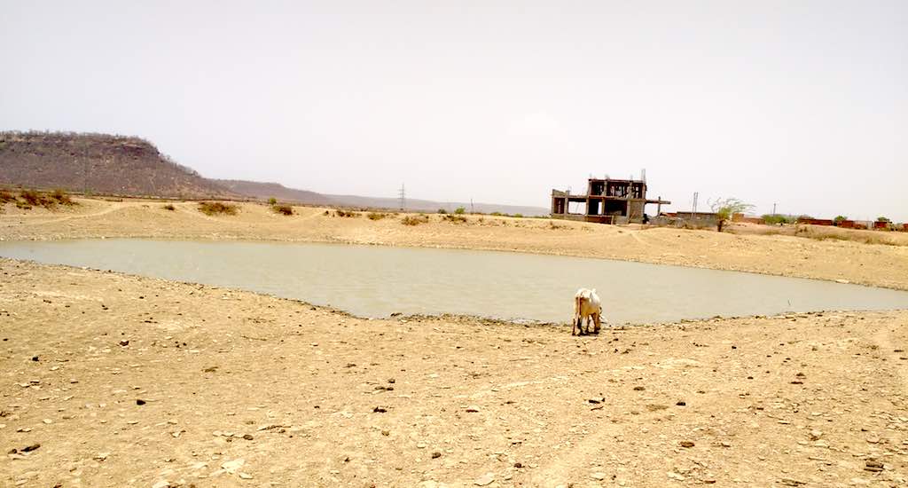 Deepened farm pond filled during the rains serves as an exclusive watering hole for the livestock. (Photo by Nachiket Sule)