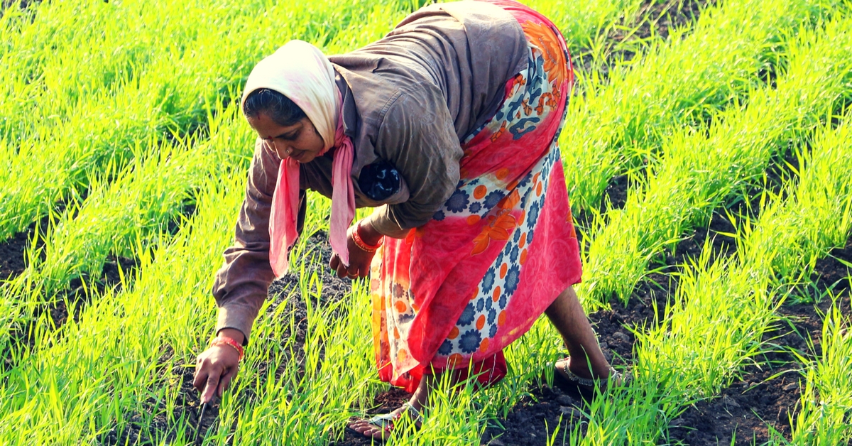 Kanakapura Women Farmers Indigenous Seeds Online