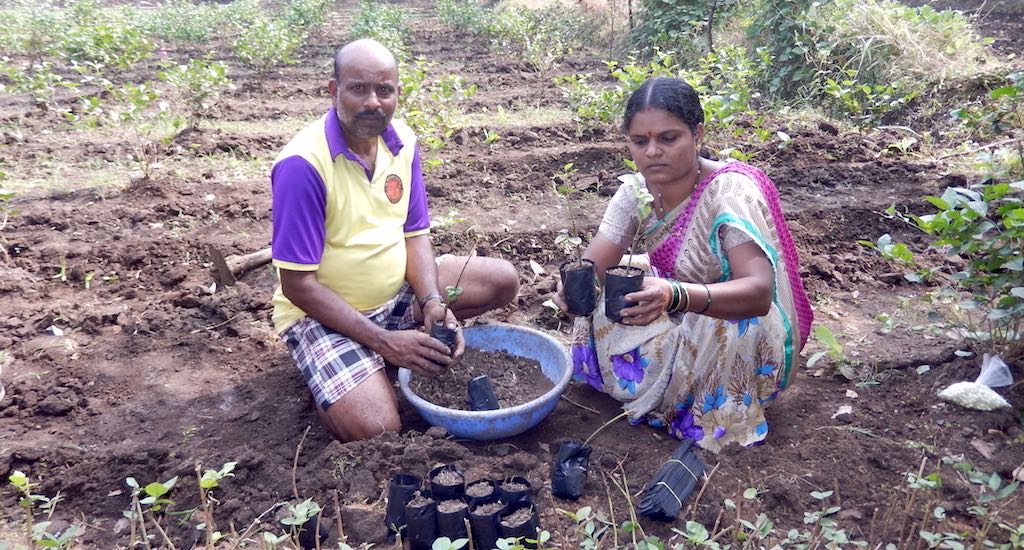 Sangita Mhatre and her husband Shashikant in their jasmine nursery, preparing saplings to be sold to other farmers. (Photo by BAIF)