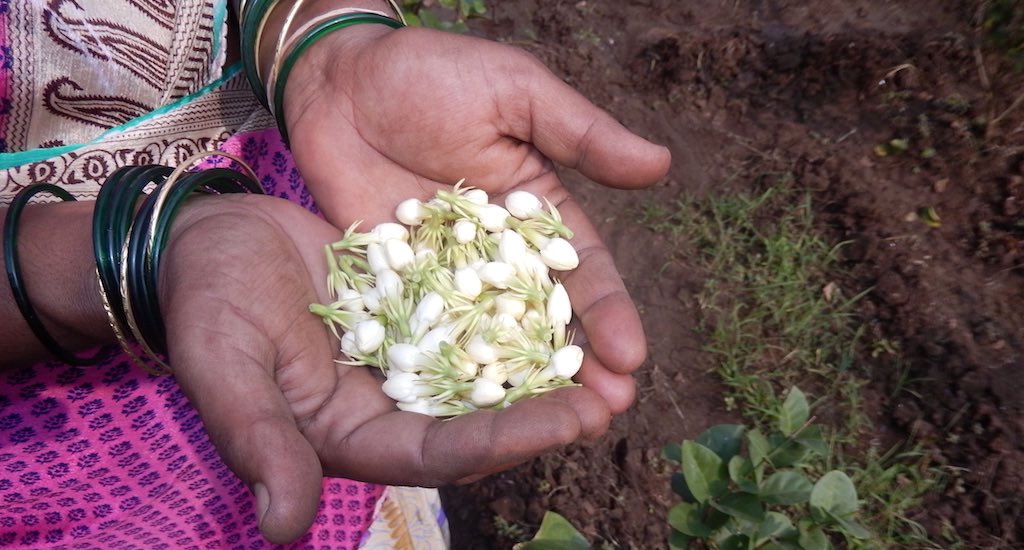 Sangita Mharte supplements the family income by selling jasmine flowers harvested from her land. (Photo by BAIF)