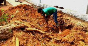 This Hyderabad Organisation is Saving trees - by Moving Them One at a Time!
