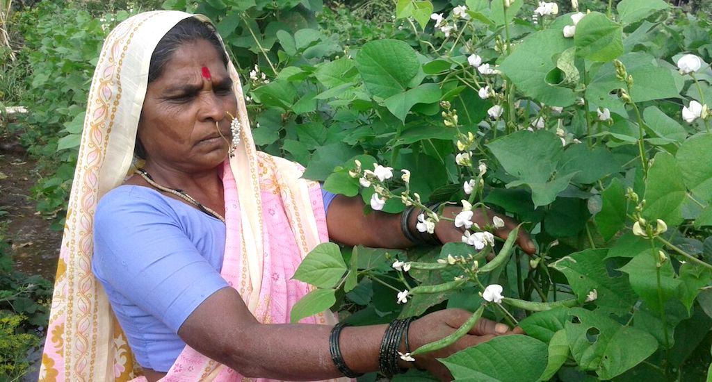 Rahibai in her farm of landrace hyacinth bean that she has helped conserve among other traditional crop varieties. (Photo by BAIF)