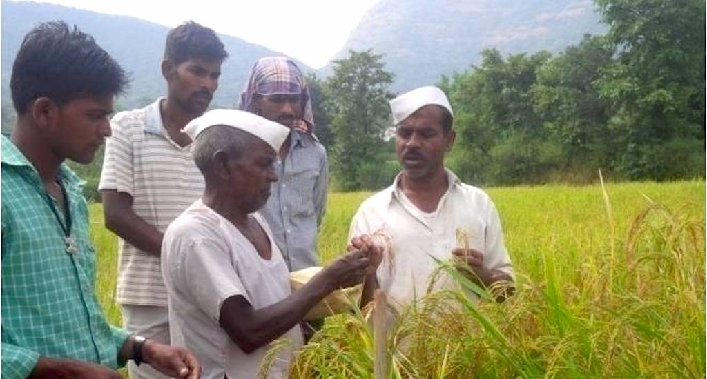 Farmers are involved in participatory selection of rice. (Photo by Hiren Kumar Bose)
