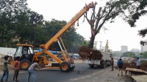 Relocating a tree